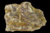 Permian Amphibian Fossil Bone - Texas #153742-1
